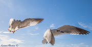 3rd Jan 2014 - Gulls in flight