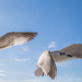 Gulls in flight by stcyr1up