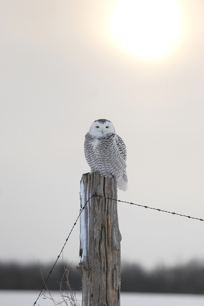 Wake up time snowy owl! by fayefaye