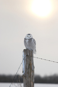 1st Jan 2014 - Wake up time snowy owl!