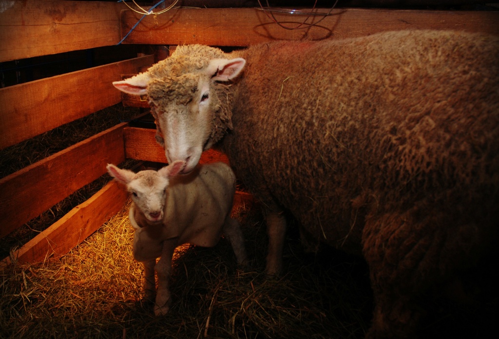 First baby by farmreporter