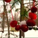 Snow on Cranberries by olivetreeann