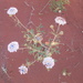 Desert flowers by marguerita