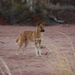 Dingo keeps guard by marguerita
