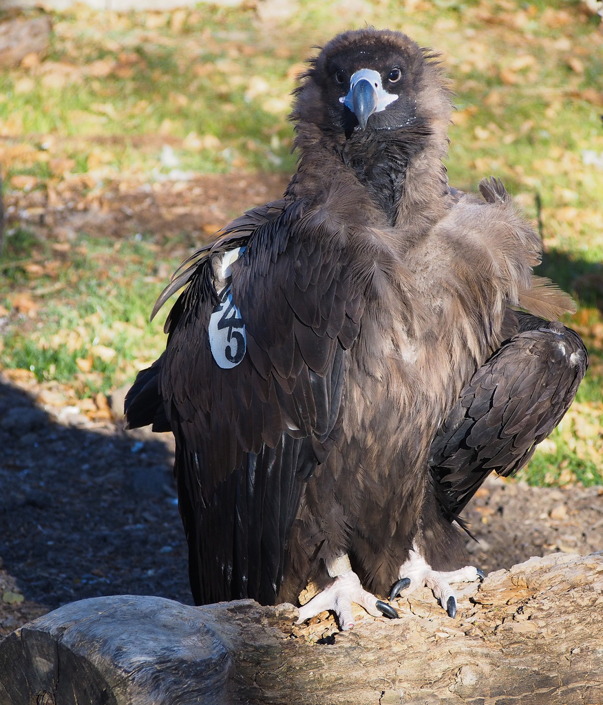 Vulture chick by khrunner
