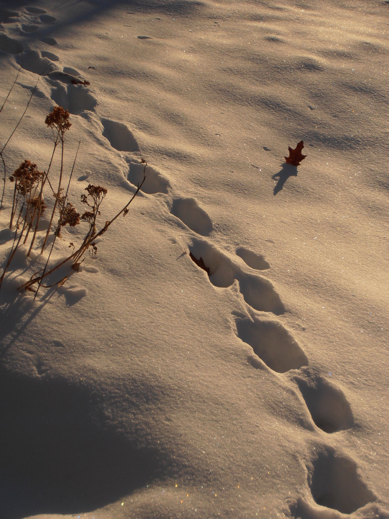 Cat Tracks in the Snow by julie
