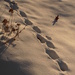Cat Tracks in the Snow by julie