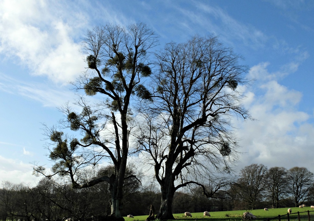 mistletoe on trees in a field in Hampshire by quietpurplehaze
