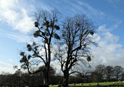 4th Jan 2014 - mistletoe on trees in a field in Hampshire