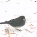 Today's the visitor was the dark-eyed Junco by bruni