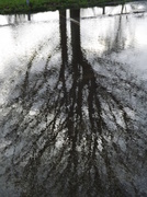 4th Jan 2014 - tree reflection