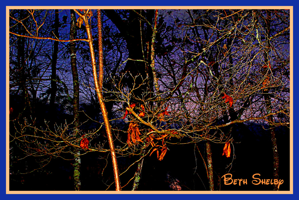 A tangle of branches by vernabeth
