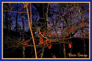 4th Jan 2014 - A tangle of branches