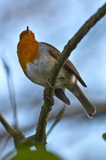 4th Jan 2014 - Red Red Robin.
