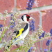 Goldfinch by kiwiflora