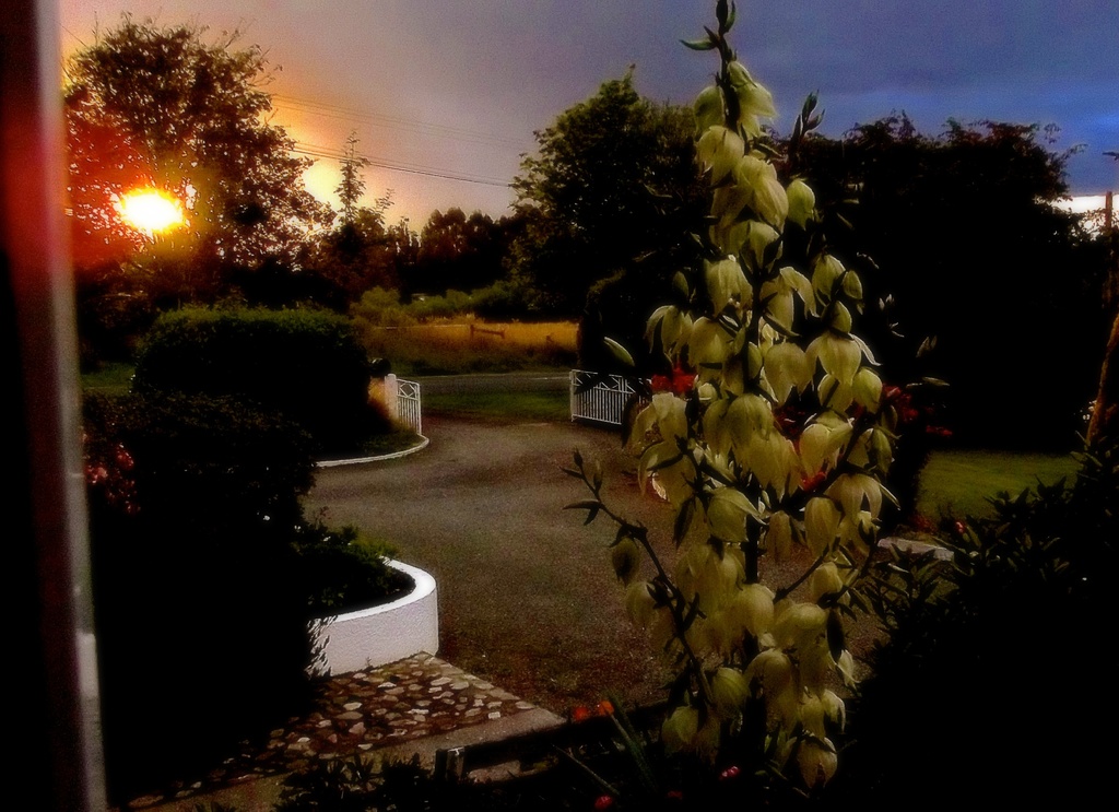 Yucca in the evening by maggiemae