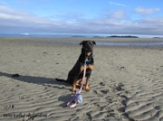 4th Jan 2014 - Libby on the beach...