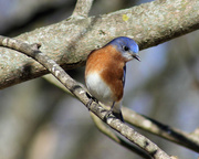 4th Jan 2014 - Bluebirds and Blue Skies