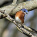 Bluebirds and Blue Skies by cjwhite