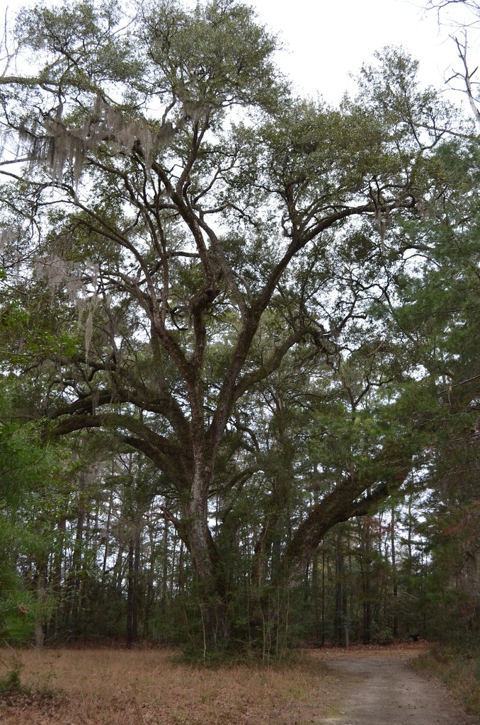 Live oak, Caw Caw Park, Charleston County, SC by congaree