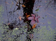 3rd Jan 2014 - Autumn leaf and reflections, Caw Caw Park, Charleston County, SC