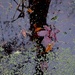 Autumn leaf and reflections, Caw Caw Park, Charleston County, SC by congaree