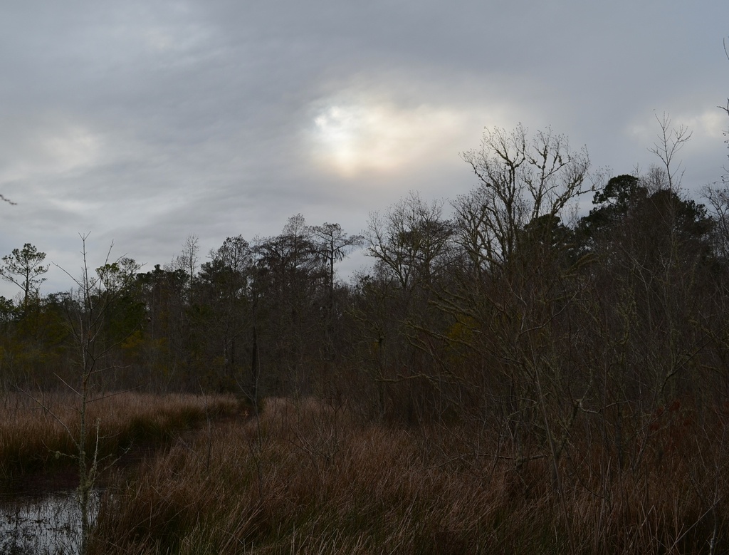 Marsh and woodlands, Caw Caw Park, Charleston County, SC by congaree