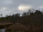 4th Jan 2014 - Marsh and woodlands, Caw Caw Park, Charleston County, SC