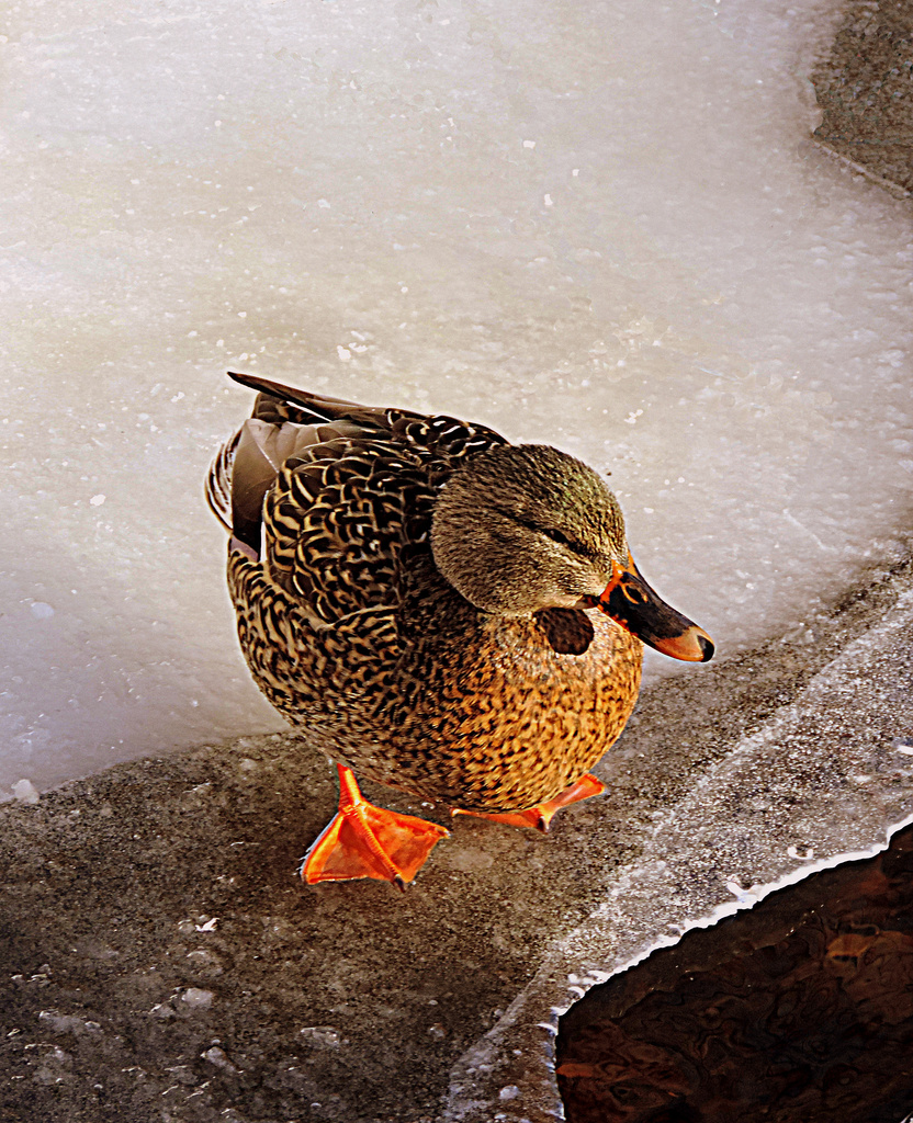 Mrs. Duck winters in New England! by homeschoolmom