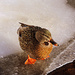 Mrs. Duck winters in New England! by homeschoolmom