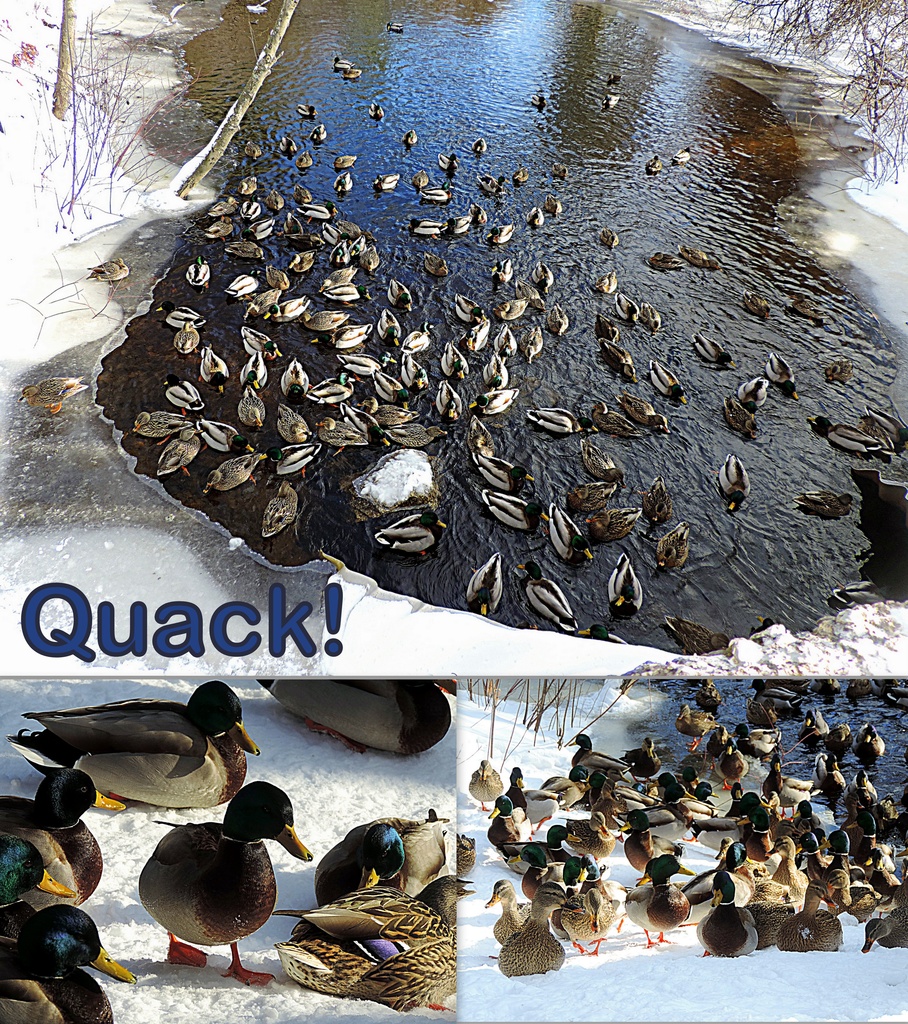 These ducks quacked me up! by homeschoolmom