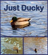 5th Jan 2014 - Just Ducky!