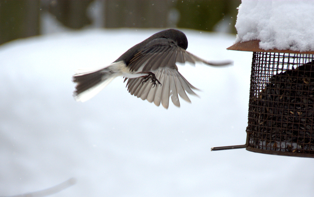 landing by vankrey