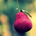 Pear by jankoos