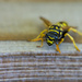 Wasp Close Up by fillingtime