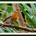 5th January 2014 - A new little robin!! by pamknowler