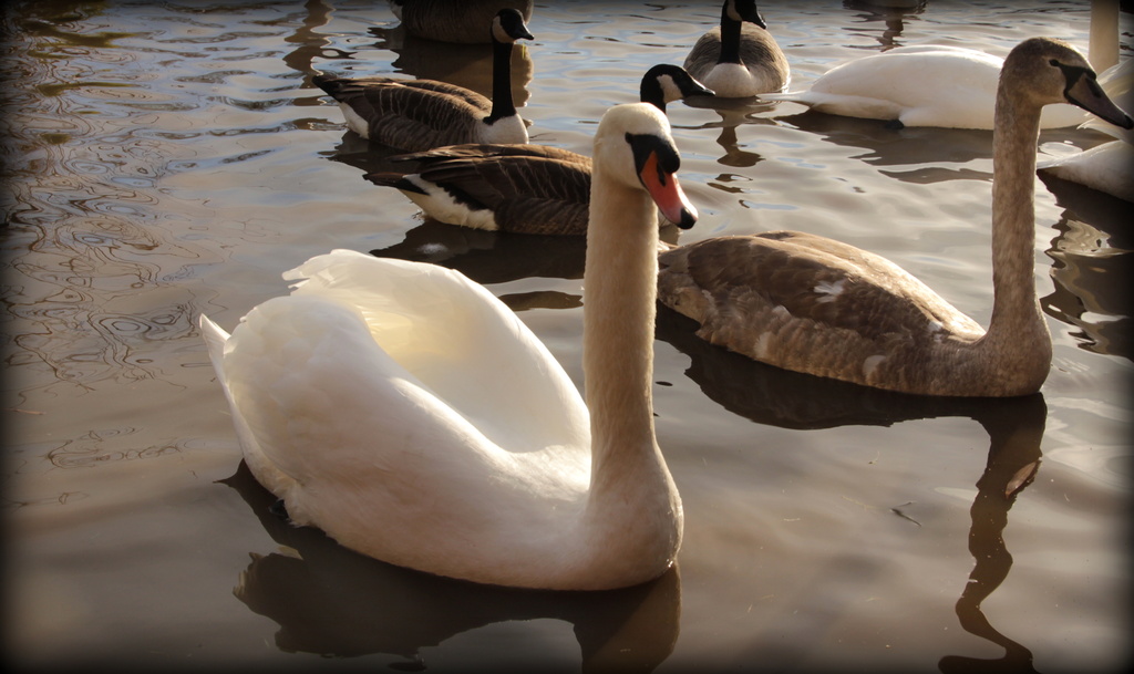Sunlit swans by busylady