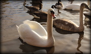 4th Jan 2014 - Sunlit swans