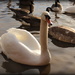Sunlit swans by busylady