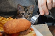 5th Jan 2014 - A kitten and a hamburger