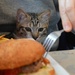 A kitten and a hamburger by parisouailleurs