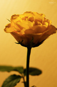 5th Jan 2014 - Yellow rose