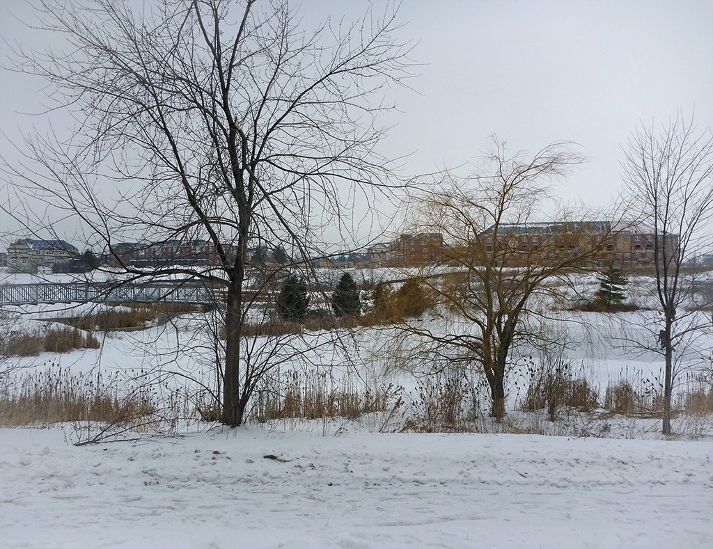 Clearing the Pond...for hockey by gardencat