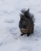 4th Jan 2014 - Fresh Squirrel