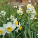 December daffodils by dmdfday