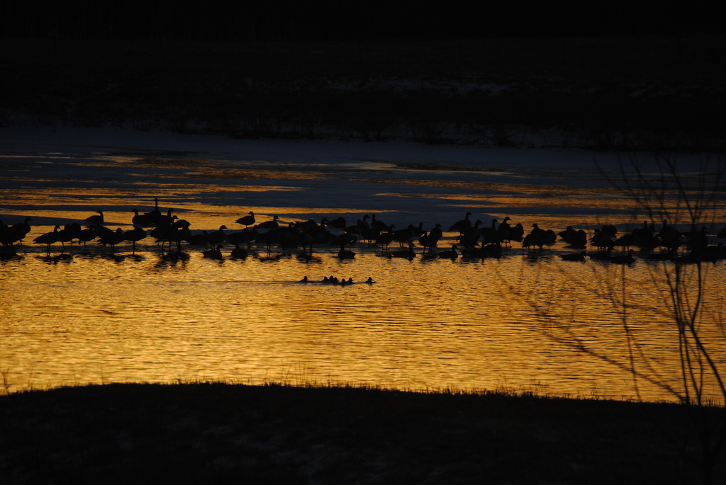 Geese on Golden Pond by genealogygenie