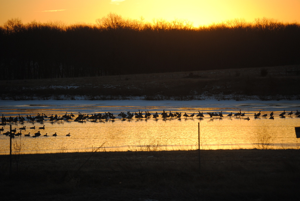 Geese on Golden Pond 2 by genealogygenie