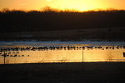 4th Jan 2014 - Geese on Golden Pond 2