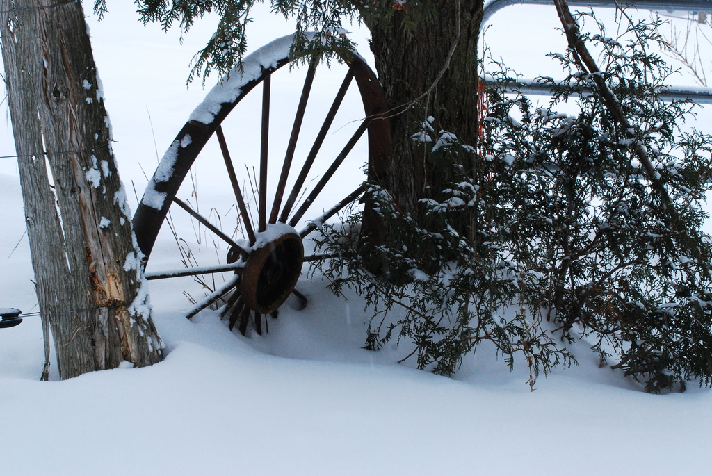 Winter Garden by farmreporter