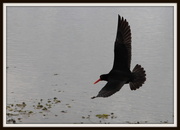 24th Dec 2013 - Oyster Catchers